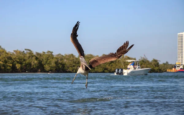 Bruna Pelikanen Pelecanus occidentalis flyger över båtar — Stockfoto