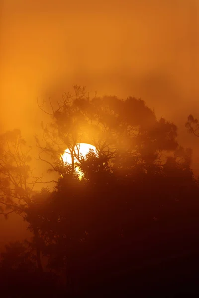 Orange silhouette of the sun rising through the trees — Stock Photo, Image