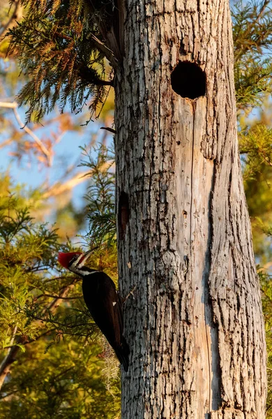 Manlig amerikansk hackspett fågel Dryocopus pileatus — Stockfoto