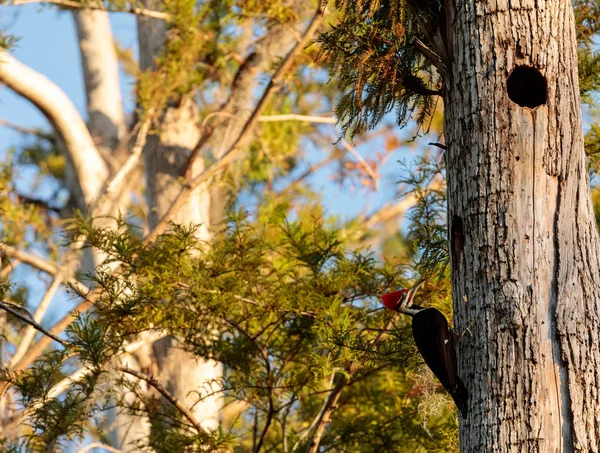 Ptačí muž pileated datel Dryocopus pileatus — Stock fotografie