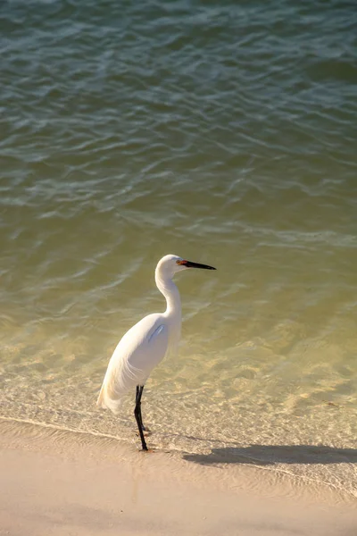 Snowy egret Egretta thula bird hunts for fish — Stock Photo, Image