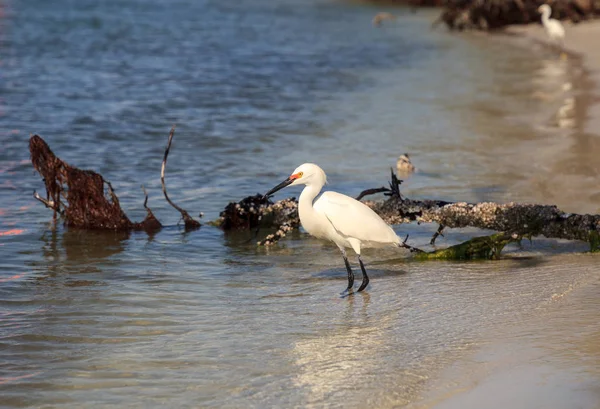 Seidenreiher-Thula-Vogel jagt Fische — Stockfoto