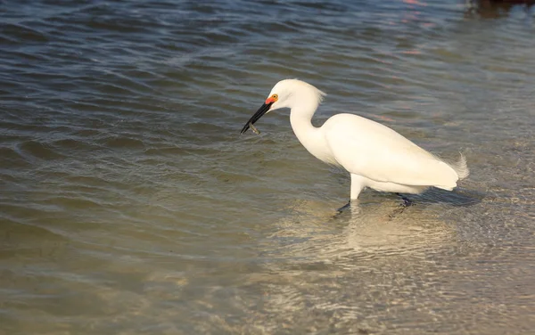 Aigrette des neiges Egretta thula chasse aux poissons — Photo