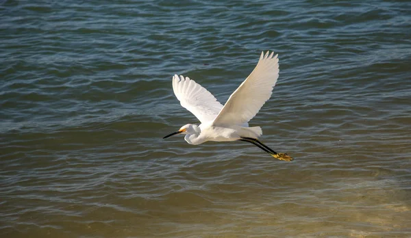 Aigrette des neiges Egretta thula chasse aux poissons — Photo