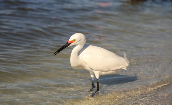 Seidenreiher-Thula-Vogel jagt Fische — Stockfoto