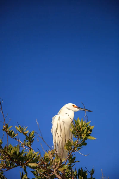 Egret nevado Egretta thula caça pássaro para peixes — Fotografia de Stock