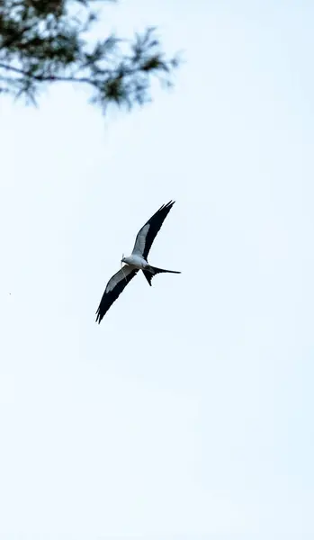 Swallow-tailed kite builds a nest — Stock Photo, Image