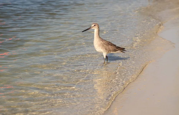 Willet Shorebird tringa semipalmata am Ufer des Muschelpasses — Stockfoto