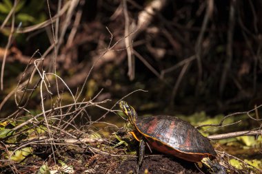 Kaplumbağa Pseudemys nelsoni Florida kırmızı karınlı
