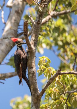 Male pileated woodpecker bird Dryocopus pileatus clipart