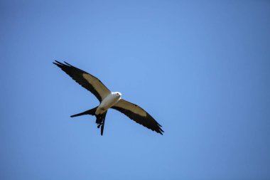 Swallowtail uçurtma Elanoides Drew uçar