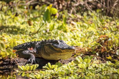 Genç Amerikan Alligator mississippiensis tadını çıkarma