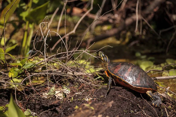 Florida red bellied turtle Pseudemys nelsoni — Stock Photo, Image