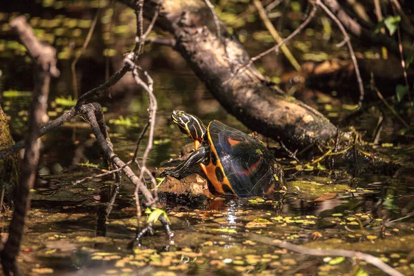 Florida rotbauchschildkröte pseudemys nelsoni — Stockfoto