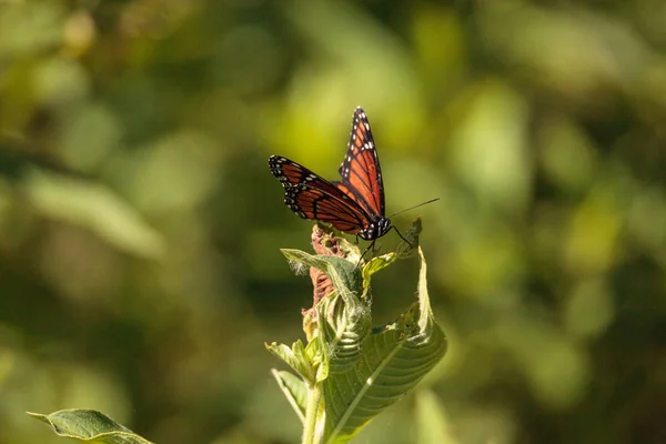 Mariposa monarca Danaus plexippus en una hierba de la leche — Foto de Stock