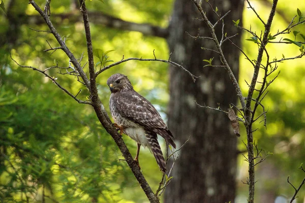 Halcón de hombros rojos Buteo lineatus caza presas — Foto de Stock