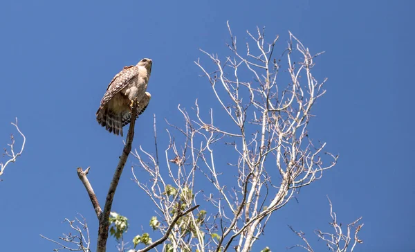 Red shouldered Hawk Buteo lineatus hunts for prey