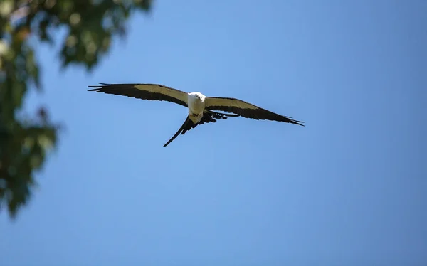 Schwalbenschwanz-Drachen elanoides forficatus fliegt — Stockfoto