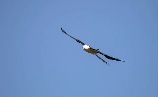 Koninginnenpage kite Elanoides forficatus vliegt — Stockfoto