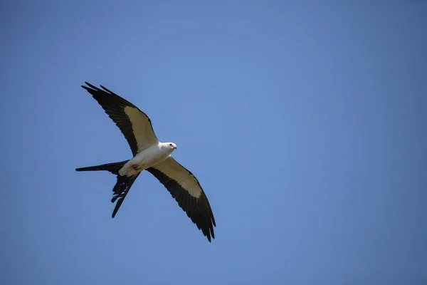 Otakárek kite Elanoides forficatus letí — Stock fotografie