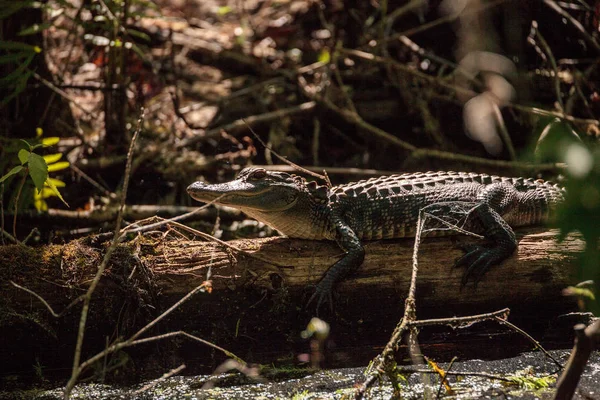 Jovem americano Alligator mississippiensis basking — Fotografia de Stock