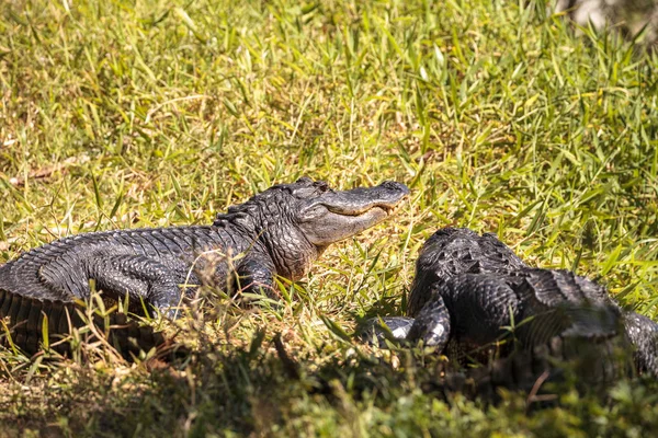 Jonge Amerikaanse Alligator mississippiensis koesteren — Stockfoto