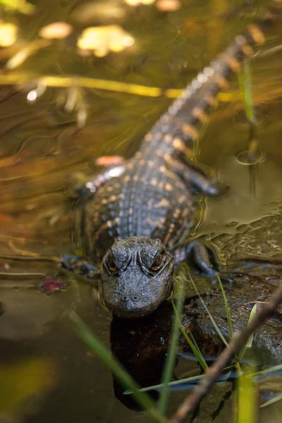 Fiatal amerikai aligátor mississippiensis fürdenek — Stock Fotó