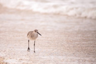 Ortak çulluk sorusorması Gallinago gallinago yemleri gıda için