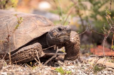 Florida Gopher kaplumbağa Gopherus polyphemus