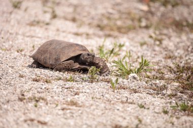 Florida Gopher kaplumbağa Gopherus polyphemus