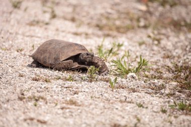Florida Gopher Tortoise Gopherus polyphemus clipart