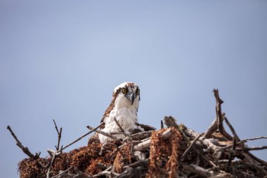 Osprey yırtıcı kuş Pandion haliaetus bir yuva