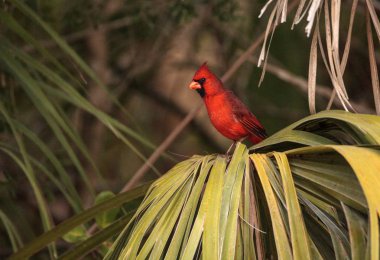 Erkek kırmızı Kuzey Kardinal Kuşu Cardinalis cardinalis