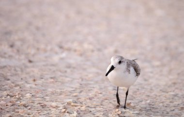 Western Sandpiper ötücüler Calidris mauri