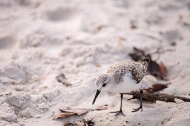 Western Sandpiper ötücüler Calidris mauri