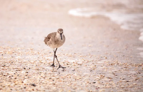 Oiseau de rivage Gallinago gallinago fourrage pour la nourriture — Photo