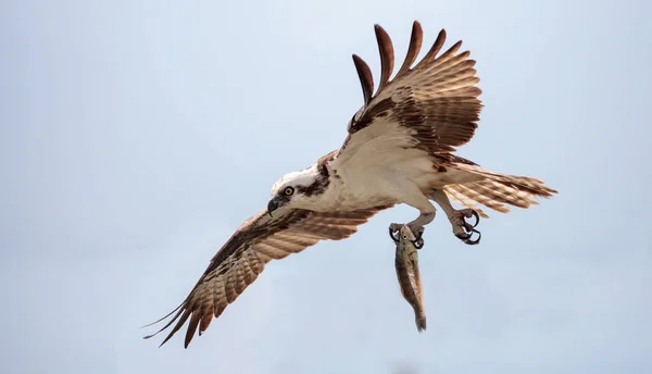 Fiskgjuse rovfågel Pandion haliaetus flyger över en klarblå himmel w — Stockfoto