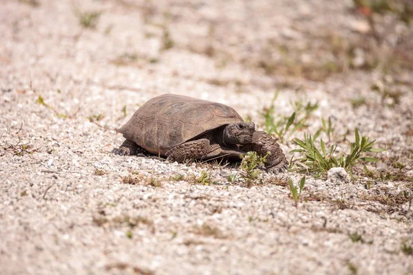 Флорида Gopher черепаха Гоферы Полифем — стоковое фото