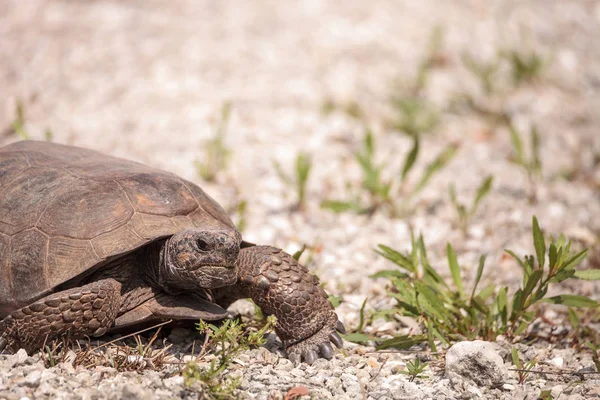 Флорида Gopher черепаха Гоферы Полифем — стоковое фото