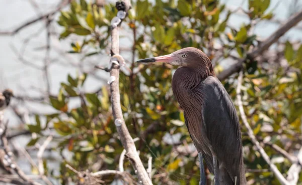 Pequena garça azul egretta caerulea — Fotografia de Stock