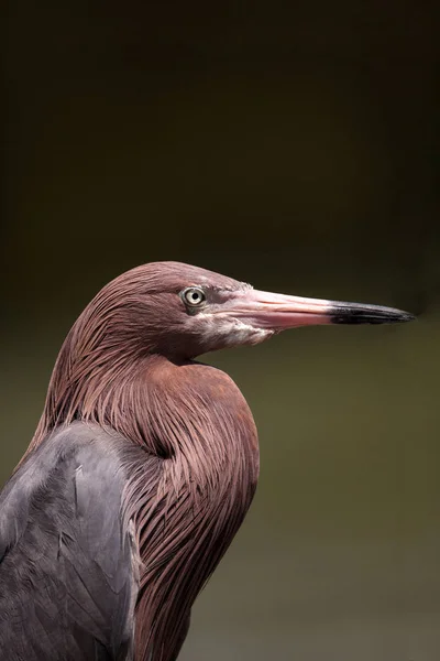 Volavka modrošedá Egretta modrý — Stock fotografie