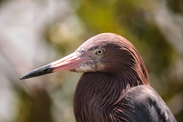 Lilla blå häger Egretta caerulea — Stockfoto