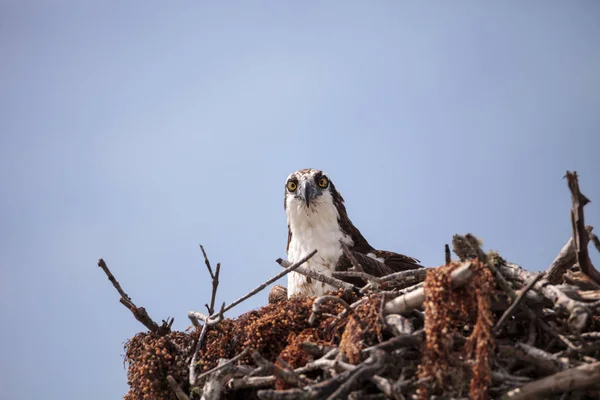 Osprey pássaro de rapina Pandion haliaetus em um ninho — Fotografia de Stock