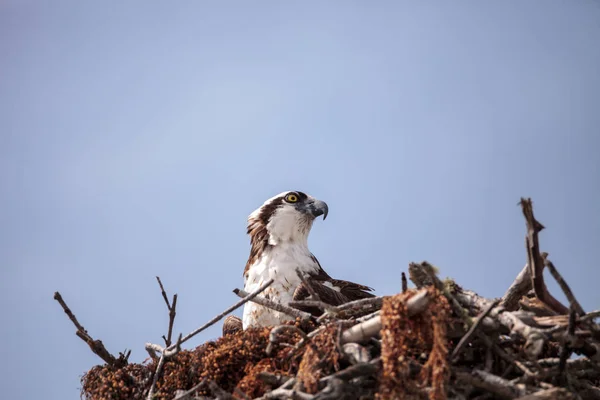 Dravý pták Orlovec říční Pandion haliaetus v hnízdě — Stock fotografie