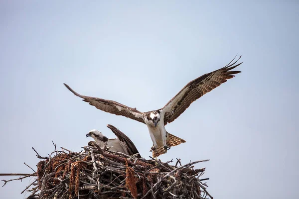 Osprey ptaków drapieżnych rybołowów w gniazdo — Zdjęcie stockowe