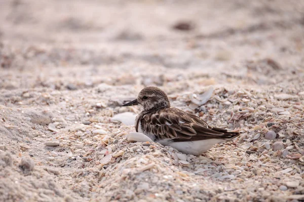 Ninho Ruddy turnstone pingando pássaro Arenaria interpres — Fotografia de Stock