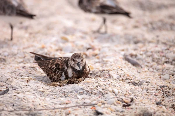 Ninho Ruddy turnstone pingando pássaro Arenaria interpres — Fotografia de Stock