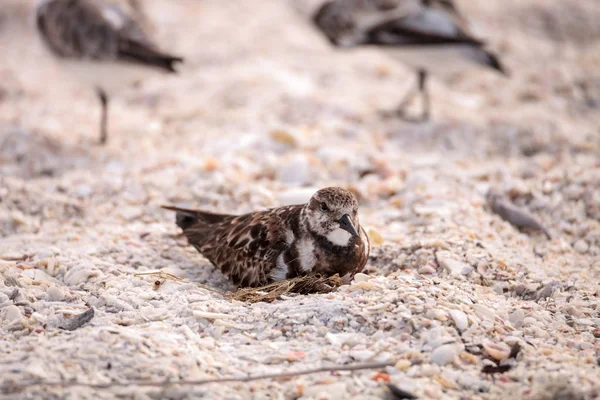 중첩 붉게 turnstone 넘어가고 새 벼룩 interpres — 스톡 사진