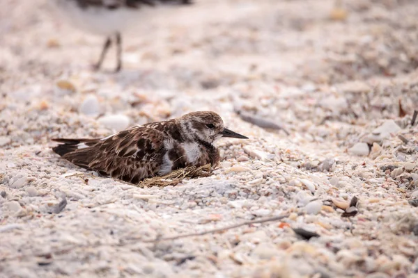 중첩 붉게 turnstone 넘어가고 새 벼룩 interpres — 스톡 사진