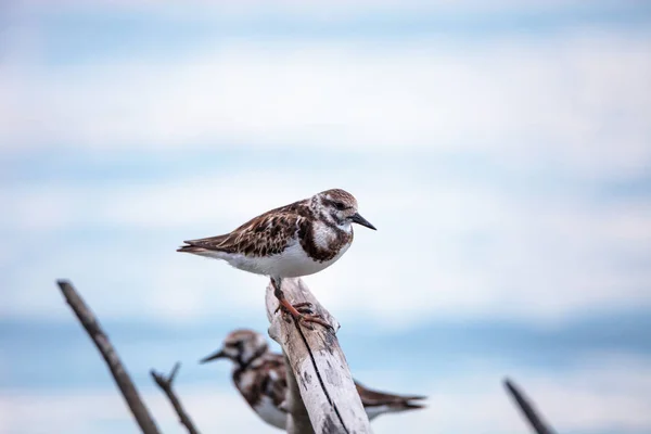 Ninho Ruddy turnstone pingando pássaro Arenaria interpres — Fotografia de Stock